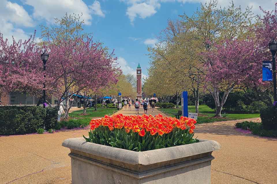 A photo of red tulips, foreground, and the clock tower, background, on SLU's north campus.. 
