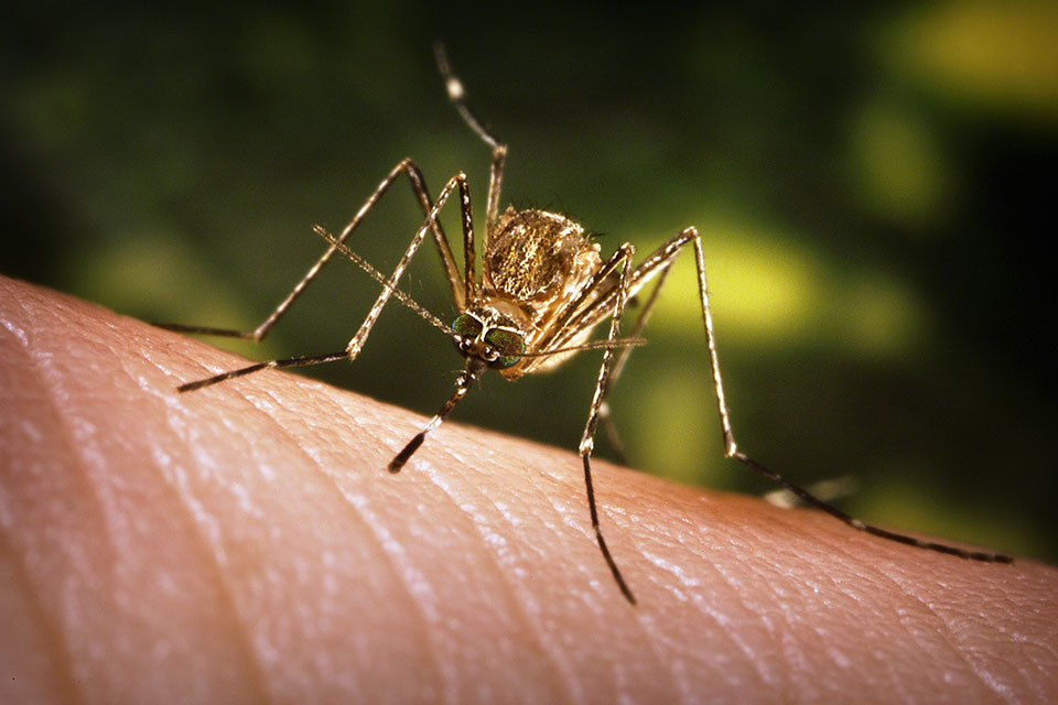 A mosquito lands on a human body, ready to bite. 